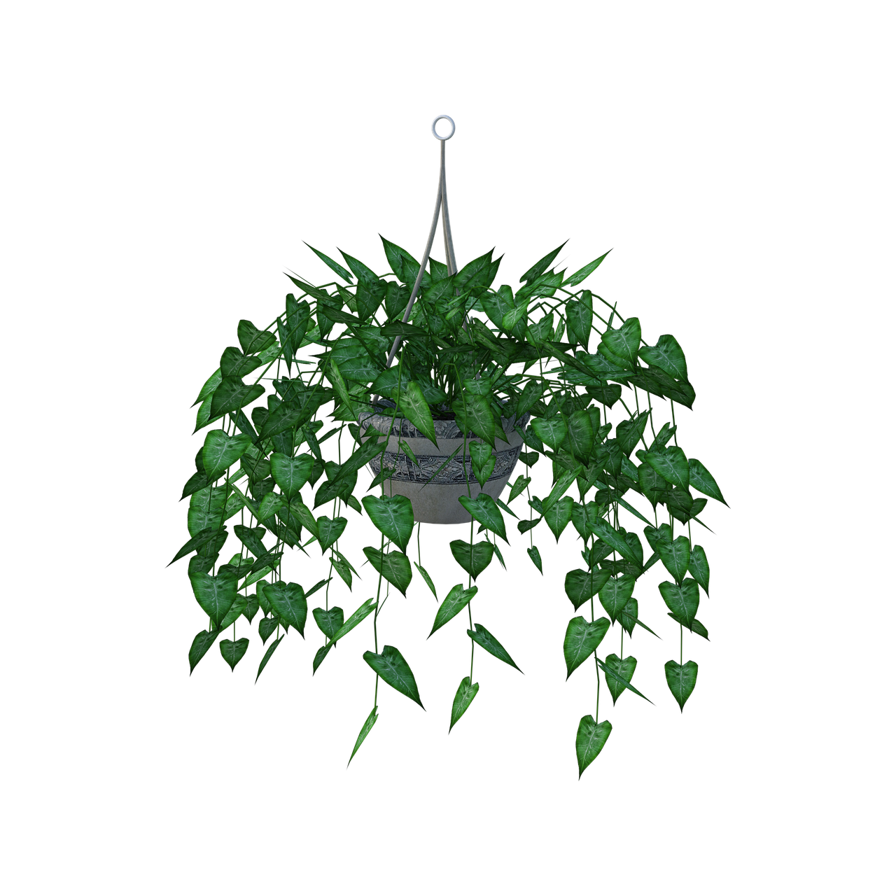 Picture of a hanging plant.
