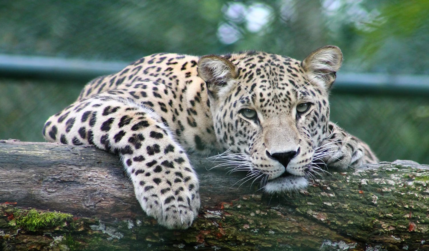 A leopard sitting on a log.